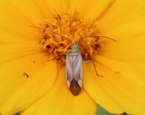 Réf. 262 091 : Adelphocoris lineolatus